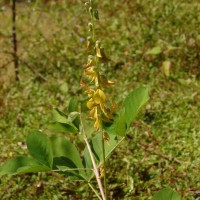 Crotalaria pallida Aiton